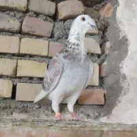جفتگاه پرشی