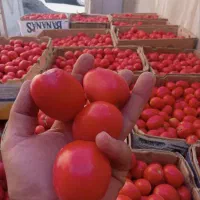 گوجه|خوردنی و آشامیدنی|قم, نخودی|دیوار
