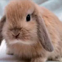 خرگوش نر لوپ نژاد دار