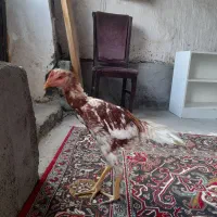 جوجه لاری ۵ماهه