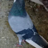 پرنده