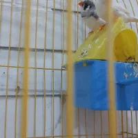 فنچ و مرغ عشق