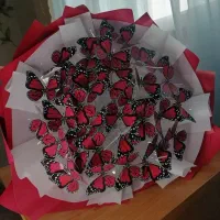 گل های پروانه ای مینی گل گل ربانی