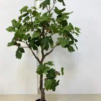 درخت انجیر تزیینی|گل مصنوعی|کیش, |دیوار