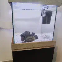 آکواریوم کمد|ماهی|صباشهر, |دیوار