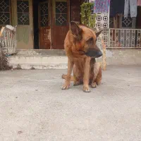 ژرمن شپرد اصل و میکس پامرانین|سگ|سرخرود, |دیوار