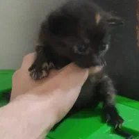 واگذاری بچه گربه