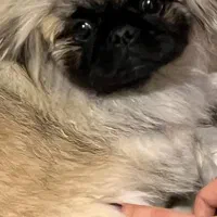 امپریال پیکینیز تبتی نر مانکی فیس