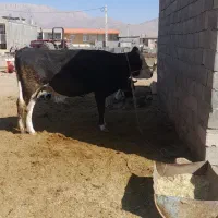 یک راس گاو جوان آبستن