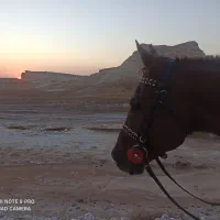 اجاره اسب برای عکاسی در ساحل و طبیعت|خدمات پذیرایی، مراسم|بوشهر, |دیوار