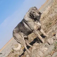 واگذاری پژدر