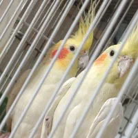 جفت عروس هلندی فوق مولد به شرط با ضمانت ۴تا جوجه