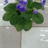 بنفشه زیبا