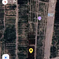 زمین پسته ایی آینده دار