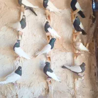 سینه سیاه کله سیاه 12عدد نرو ماده