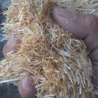 فروش کاه گندم  لوبیا  نخود  وسفال گندم