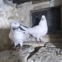 کبوتر|پرنده|ارومیه, |دیوار