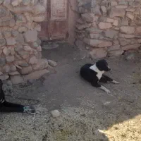 سگ ۳سال دهن پاک|سگ|سلفچگان, |دیوار