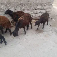 بره ماده افشاری