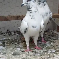 کفتر خوب|پرنده|تهران, بهداشت|دیوار