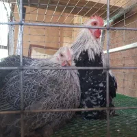 مولد کوشین دارک|حیوانات مزرعه|فولادشهر, B4|دیوار