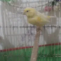 قناری ماده لیمویی معاوضه|پرنده|تهران, جوادیه تهرانپارس|دیوار