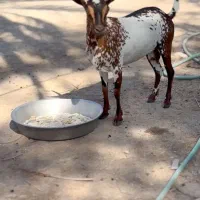 جنس اهو|حیوانات مزرعه|یزد, |دیوار