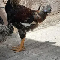 خروس