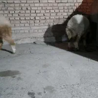 گوسفند|حیوانات مزرعه|حمیدیه, |دیوار