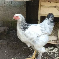 فروش تعدادی جوجه برهمای لایت ومرغ برهمای رنگ بوف|حیوانات مزرعه|لشت نشا, |دیوار