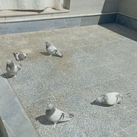سوسنی ترکیه ای|پرنده|شیراز, داریون|دیوار