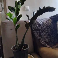 فروش گل‌های آپارتمانی زاموفلیا