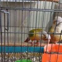 گرینچیک|پرنده|مشهد, فتح المبین|دیوار