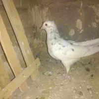کفتر هما سرور خوشگل قرص محکم|پرنده|خزل, |دیوار