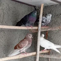 کفتر غریبگیری