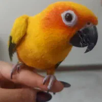 ماده خورشیدی