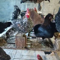 مرغ تخمگذار محلی|حیوانات مزرعه|اهواز, شهرک برق|دیوار