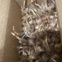 حراج پیاز زعفرون