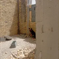 سگ نر 6ماهه