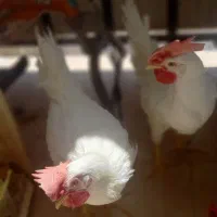 خروس