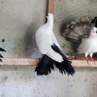 کبوتر دم چتری دم رنگی|پرنده|رودسر, |دیوار