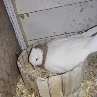 کبوتر طوقی|پرنده|خرم‌آباد, |دیوار