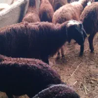 بره نر قربانی
