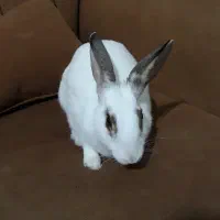 واگذاری خرگوش نژاد هلندی بسیار زیبا