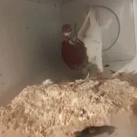 کفتر کله قرمز