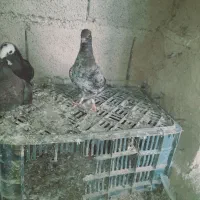 معاوضه یا فروشی|پرنده|فراغی, |دیوار