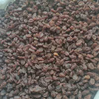 کشمش آفتابی شیراز