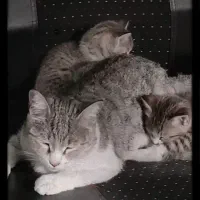 واگذاری گربه نژاد dsh|گربه|شهریار, کهنز|دیوار