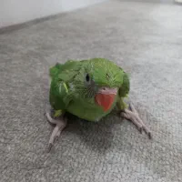 جوجه طوطی ملنگو