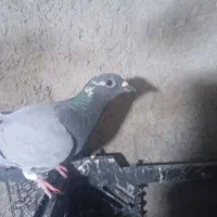 گوک خوب